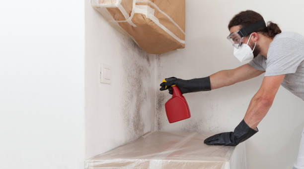 Professional Basement Mold Removal technician working in Freeport, TX