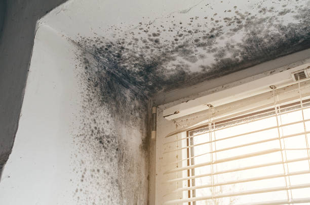 Affordable Basement Mold Removal solutions in Freeport, TX